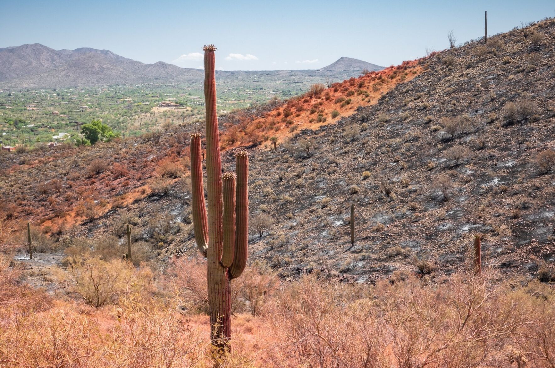 Ocotillo Fire, 2020